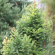 Taxodium distichum / Bald Cypress Tree, in a 1L Pot, Stunning Autumnal Colours