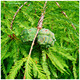Taxodium distichum / Bald Cypress Tree, in a 1L Pot, Stunning Autumnal Colours