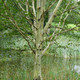 10 Silver Birch Jacquemontii 4-5ft Trees in 2L Pots, Himalyan White Birch, Betula