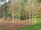 10 Silver Birch Jacquemontii 4-5ft Trees in 2L Pots, Himalyan White Birch, Betula