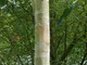 10 Silver Birch Jacquemontii 5-6ft Trees in 2L Pots, Himalyan White Birch, Betula