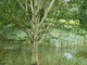 1 Silver Birch Jacquemontii 4-5ft Trees, in 2L Pot, Himalyan White Birch, Betula