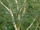 1 Silver Birch Jacquemontii 5-6ft Trees, in 2L Pot, Himalyan White Birch, Betula