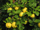 Quince Tree 'Champion' 4-5ft Tall 6L Pot Ready to Fruit.Make Tasty Pies & Jelly