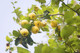 Quince Tree 'Champion' 4-5ft Tall 6L Pot Ready to Fruit.Make Tasty Pies & Jelly