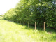 25 Italian Alder Hedging 2-3ft ,Alnus Cordata Trees.Very Quick Wind Break Hedge