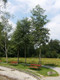 25 Italian Alder Hedging 2-3ft ,Alnus Cordata Trees.Very Quick Wind Break Hedge