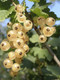 10 Witte Hollander White Currant / Ribes Rubrum 'Witte Hollander', Multi-stemmed 10 Witte Hollander White Currant / Ribes Rubrum 'Witte Hollander', Multi-stemmed