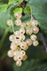 10 Witte Hollander White Currant / Ribes Rubrum 'Witte Hollander', Multi-stemmed 10 Witte Hollander White Currant / Ribes Rubrum 'Witte Hollander', Multi-stemmed
