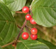 25 Alder Buckthorn / Rhamnus Frangula 40-60cm Strong Wildlife Hedging Plants