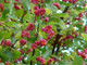 10 Spindle Hedging 1-2ft Tall, Euonymus Europaeus,Beautiful Pink Autumn Berries