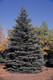 3 Blue Spruce Xmas Trees,Picea Pungens Glauca 20-30cm, Lovely Blue Pine Needles