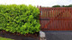 1 Cherry Laurel 3-4ft Tall Multi-Stemmed Prunus Rotundifolia, In 3L Pot, Fast Growing Evergreen Hedging