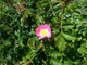 10 Dog Rose Hedging Plants 30-50cm  Rosa Canina,  Make Healthy Rose Hip Syrup