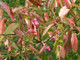 20 Spindle Hedging 1-2ft Tall, Euonymus Europaeus,Beautiful Pink Autumn Berries