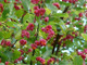 20 Spindle Hedging 1-2ft Tall, Euonymus Europaeus,Beautiful Pink Autumn Berries
