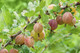 5 Red Gooseberry Plants/Uva Crispa 'Hinnonmakii Red' 3-5 Branches,Ready to Fruit