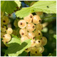 5 Witte Hollander White Currant / Ribes Rubrum 'Witte Hollander', Multi-stemmed