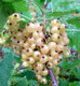 5 Witte Hollander White Currant / Ribes Rubrum 'Witte Hollander', Multi-stemmed