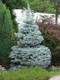 10 Blue Spruce Xmas Trees,Picea Pungens Glauca 20-30cm, Lovely Blue Pine Needles