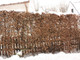 1 Hornbeam 2-3ft Hedging Plant, 60-90cm Carpinus Betulus Tree, Winter Cover