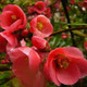 Chaenomeles Japonica / Japanese ( Maule's) Quince Tree,40-60cm Tall