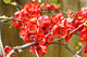 Chaenomeles Japonica / Japanese ( Maule's) Quince Tree,40-60cm Tall