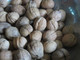 English Walnut Fruit Tree 1-2ft Tall, Grow Your Own Healthy Nut, Juglans Regia