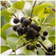 1 Common Buckthorn / Rhamnus Cathartica 40-60cm Tall, Wildlife Hedging Plant