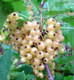 3 Witte Hollander White Currant / Ribes Rubrum 'Witte Hollander', Multi-stemmed