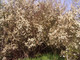 5 Blackthorn Hedging 2-3ft, Prunus Spinosa, Native Flowering Sloe Berry Hedge