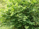 100 Hazel Plants, 40-60cm Flowering Edible Nut Hedge Wildlife Friendly Hedge