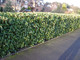 30 Portugal / Portuguese Laurel Hedging Prunus Lusitanica 25-30cm, Evergreen Hedging Plants