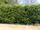 30 Portugal / Portuguese Laurel Hedging Prunus Lusitanica 25-30cm, Evergreen Hedging Plants