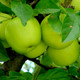 Granny Smith Apple Tree 4-5ft Ready to fruit,Self-Fertile,Green With Sharp Taste