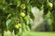 Granny Smith Apple Tree 4-5ft Ready to fruit,Self-Fertile,Green With Sharp Taste