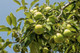 Granny Smith Apple Tree 4-5ft Ready to fruit,Self-Fertile,Green With Sharp Taste