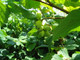 3 Hazel Plants,Flowering Edible Nut Hedge,2-3ft 1L Pot,Wildlife Friendly 40-60cm