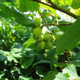 10 Hazel Plants,Flowering Edible Nut Hedge,1-2ft 1L Pot, Wildlife Friendly