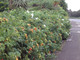 100 White Wild Rose Hedging 30-50cm Plants,Rosa Rugosa Alba,Flower & Fruit