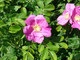 100 Common Wild Rose Hedging 30-50cm Plants,Keep Burglars Out! Rosa rugosa