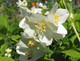 3 Philadelphus 'Lemoinei' Plants / Mock orange 'Lemoinei' in 2L Pots