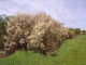 50 Blackthorn Hedging 40-60cm, Prunus Spinosa 2ft Sloe Hedge. Flowers & Fruit