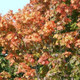 20 Sycamore Maple Trees, 40-60cm Acer Pseudoplatanus Hedge,Stunning Autumn Colour