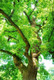 25 English Oak Trees 1-2ft Quercus Robur, Native Hedge Tree, Grow Acorns