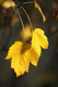 25 Sycamore Maple Trees, 40-60cm Acer Pseudoplatanus Hedge,Stunning Autumn Colour