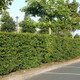 1 Native Hornbeam Hedging Plant 40-60cm Trees Hedge,2ft,Good For Wet Ground