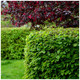 15 Hornbeam 2ft Hedging Plants, In 1L Pots Carpinus Betulus Trees.Winter Cover