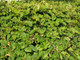 5 Hornbeam 2-3ft Hedging Plants,60-90cm Carpinus Betulus Trees.Winter Cover