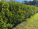 3 Griselinia Evergreen Hedging Plants 20-30cm in 9cm Pots, Fast Growing New Zealand Laurel